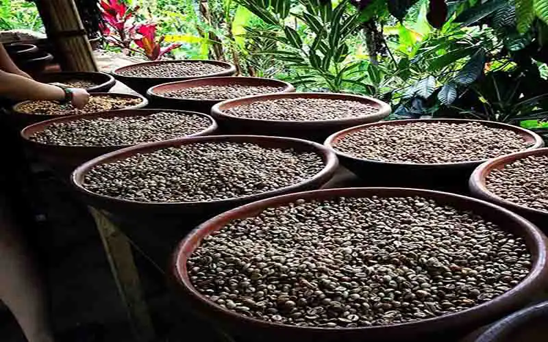 bali coffee bali coffee